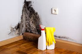 Trusted Baywood Park, CA Mold Removal & Remediation Experts